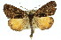  ( - 11ANIC-00748)  @13 [ ] CreativeCommons - Attribution (2011) ANIC/CBG Photography Group Centre for Biodiversity Genomics