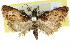 ( - 11ANIC-00791)  @13 [ ] CreativeCommons - Attribution (2011) ANIC/CBG Photography Group Centre for Biodiversity Genomics