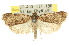  ( - 11ANIC-00812)  @14 [ ] CreativeCommons - Attribution (2011) ANIC/CBG Photography Group Centre for Biodiversity Genomics