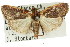  ( - 11ANIC-00854)  @11 [ ] CreativeCommons - Attribution (2011) ANIC/CBG Photography Group Centre for Biodiversity Genomics