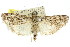  ( - 11ANIC-00966)  @14 [ ] CreativeCommons - Attribution (2011) ANIC/CBG Photography Group Centre for Biodiversity Genomics