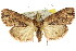  ( - 11ANIC-00981)  @14 [ ] CreativeCommons - Attribution (2011) ANIC/CBG Photography Group Centre for Biodiversity Genomics