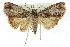  ( - 11ANIC-01007)  @14 [ ] CreativeCommons - Attribution (2011) ANIC/CBG Photography Group Centre for Biodiversity Genomics