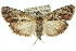  ( - 11ANIC-01016)  @14 [ ] CreativeCommons - Attribution (2011) ANIC/CBG Photography Group Centre for Biodiversity Genomics