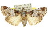  ( - 11ANIC-01020)  @13 [ ] CreativeCommons - Attribution (2011) ANIC/CBG Photography Group Centre for Biodiversity Genomics