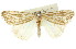  ( - 11ANIC-01051)  @14 [ ] CreativeCommons - Attribution (2011) ANIC/CBG Photography Group Centre for Biodiversity Genomics