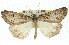  (Chlenias calligrapha - 11ANIC-01067)  @15 [ ] CreativeCommons - Attribution (2011) ANIC/CBG Photography Group Centre for Biodiversity Genomics