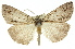  ( - 11ANIC-01074)  @14 [ ] CreativeCommons - Attribution (2011) ANIC/CBG Photography Group Centre for Biodiversity Genomics