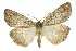  ( - 11ANIC-01075)  @14 [ ] CreativeCommons - Attribution (2011) ANIC/CBG Photography Group Centre for Biodiversity Genomics