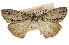  ( - 11ANIC-01077)  @13 [ ] CreativeCommons - Attribution (2011) ANIC/CBG Photography Group Centre for Biodiversity Genomics