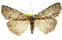  ( - 11ANIC-01081)  @14 [ ] CreativeCommons - Attribution (2011) ANIC/CBG Photography Group Centre for Biodiversity Genomics