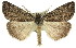  ( - 11ANIC-01093)  @14 [ ] CreativeCommons - Attribution (2011) ANIC/CBG Photography Group Centre for Biodiversity Genomics