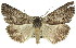  ( - 11ANIC-01094)  @14 [ ] CreativeCommons - Attribution (2011) ANIC/CBG Photography Group Centre for Biodiversity Genomics