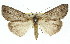  ( - 11ANIC-01096)  @11 [ ] CreativeCommons - Attribution (2011) ANIC/CBG Photography Group Centre for Biodiversity Genomics