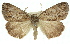  ( - 11ANIC-01099)  @11 [ ] CreativeCommons - Attribution (2011) ANIC/CBG Photography Group Centre for Biodiversity Genomics