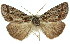  ( - 11ANIC-01100)  @13 [ ] CreativeCommons - Attribution (2011) ANIC/CBG Photography Group Centre for Biodiversity Genomics