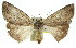  ( - 11ANIC-01101)  @11 [ ] CreativeCommons - Attribution (2011) ANIC/CBG Photography Group Centre for Biodiversity Genomics