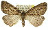  ( - 11ANIC-01122)  @15 [ ] CreativeCommons - Attribution (2011) ANIC/CBG Photography Group Centre for Biodiversity Genomics