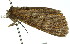  ( - 11ANIC-01123)  @12 [ ] CreativeCommons - Attribution (2011) ANIC/CBG Photography Group Centre for Biodiversity Genomics