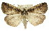  ( - 11ANIC-01124)  @14 [ ] CreativeCommons - Attribution (2011) ANIC/CBG Photography Group Centre for Biodiversity Genomics