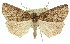  ( - 11ANIC-01125)  @13 [ ] CreativeCommons - Attribution (2011) ANIC/CBG Photography Group Centre for Biodiversity Genomics