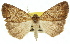  ( - 11ANIC-01135)  @11 [ ] CreativeCommons - Attribution (2011) ANIC/CBG Photography Group Centre for Biodiversity Genomics