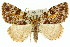 ( - 11ANIC-00856)  @15 [ ] CreativeCommons - Attribution (2011) ANIC/CBG Photography Group Centre for Biodiversity Genomics