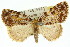  ( - 11ANIC-00857)  @13 [ ] CreativeCommons - Attribution (2011) ANIC/CBG Photography Group Centre for Biodiversity Genomics