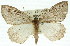  ( - 11ANIC-00883)  @14 [ ] CreativeCommons - Attribution (2011) ANIC/CBG Photography Group Centre for Biodiversity Genomics