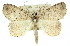  (Chlenomorpha sp. ANIC1 - 11ANIC-00887)  @15 [ ] CreativeCommons - Attribution (2011) ANIC/CBG Photography Group Centre for Biodiversity Genomics