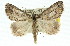  ( - 11ANIC-00891)  @14 [ ] CreativeCommons - Attribution (2011) ANIC/CBG Photography Group Centre for Biodiversity Genomics