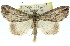  ( - 11ANIC-00894)  @14 [ ] CreativeCommons - Attribution (2011) ANIC/CBG Photography Group Centre for Biodiversity Genomics