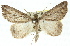 ( - 11ANIC-00895)  @14 [ ] CreativeCommons - Attribution (2011) ANIC/CBG Photography Group Centre for Biodiversity Genomics