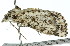  ( - 11ANIC-00897)  @12 [ ] CreativeCommons - Attribution (2011) ANIC/CBG Photography Group Centre for Biodiversity Genomics