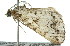  ( - 11ANIC-00898)  @12 [ ] CreativeCommons - Attribution (2011) ANIC/CBG Photography Group Centre for Biodiversity Genomics