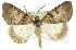  ( - 11ANIC-00900)  @13 [ ] CreativeCommons - Attribution (2011) ANIC/CBG Photography Group Centre for Biodiversity Genomics