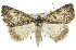  ( - 11ANIC-00901)  @14 [ ] CreativeCommons - Attribution (2011) ANIC/CBG Photography Group Centre for Biodiversity Genomics