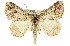  ( - 11ANIC-00902)  @14 [ ] CreativeCommons - Attribution (2011) ANIC/CBG Photography Group Centre for Biodiversity Genomics