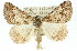  ( - 11ANIC-00903)  @14 [ ] CreativeCommons - Attribution (2011) ANIC/CBG Photography Group Centre for Biodiversity Genomics