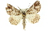  ( - 11ANIC-00904)  @13 [ ] CreativeCommons - Attribution (2011) ANIC/CBG Photography Group Centre for Biodiversity Genomics