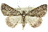  ( - 11ANIC-00906)  @11 [ ] CreativeCommons - Attribution (2011) ANIC/CBG Photography Group Centre for Biodiversity Genomics