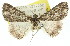  ( - 11ANIC-00907)  @12 [ ] CreativeCommons - Attribution (2011) ANIC/CBG Photography Group Centre for Biodiversity Genomics