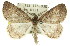  ( - 11ANIC-00911)  @13 [ ] CreativeCommons - Attribution (2011) ANIC/CBG Photography Group Centre for Biodiversity Genomics