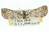  ( - 11ANIC-00915)  @11 [ ] CreativeCommons - Attribution (2011) ANIC/CBG Photography Group Centre for Biodiversity Genomics