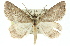  (Chlenomorpha sciogramma - 11ANIC-00918)  @15 [ ] CreativeCommons - Attribution (2011) ANIC/CBG Photography Group Centre for Biodiversity Genomics