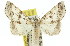  ( - 11ANIC-00923)  @15 [ ] CreativeCommons - Attribution (2011) ANIC/CBG Photography Group Centre for Biodiversity Genomics
