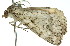  ( - 11ANIC-00927)  @13 [ ] CreativeCommons - Attribution (2011) ANIC/CBG Photography Group Centre for Biodiversity Genomics