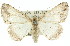  (Chlenomorpha trisyneura - 11ANIC-00929)  @15 [ ] CreativeCommons - Attribution (2011) ANIC/CBG Photography Group Centre for Biodiversity Genomics