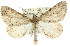  ( - 11ANIC-00932)  @15 [ ] CreativeCommons - Attribution (2011) ANIC/CBG Photography Group Centre for Biodiversity Genomics