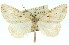  ( - 11ANIC-00936)  @13 [ ] CreativeCommons - Attribution (2011) ANIC/CBG Photography Group Centre for Biodiversity Genomics